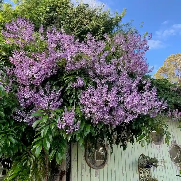 3 Wisteria Wisteria sinensis
