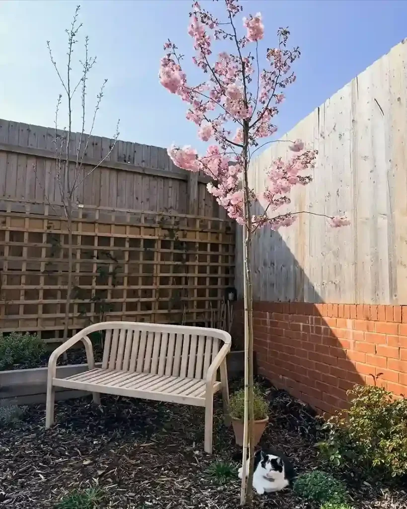 4 Cherry Prunus avium and Prunus cerasus