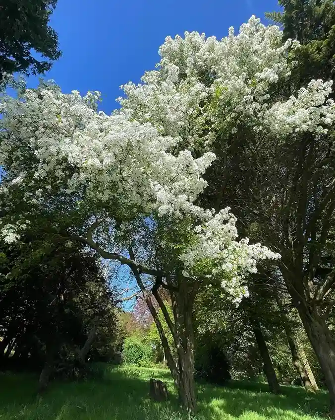 4 Crab Apple Malus sylvestris hybrids