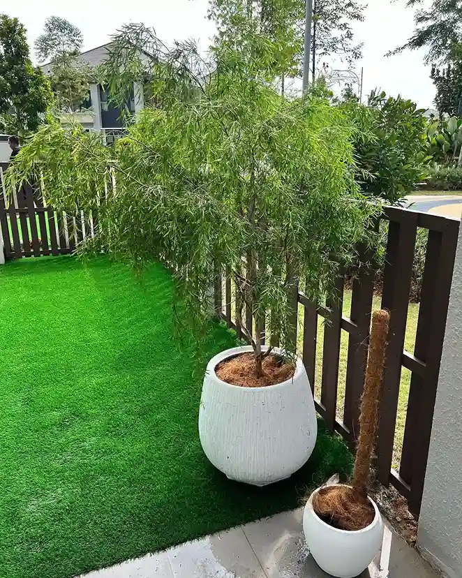 4 Dwarf Weeping Willow