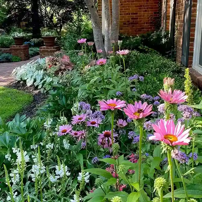 4 Echinacea Coneflower