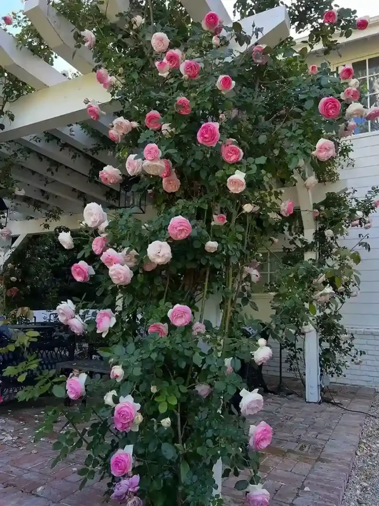 4. Rambling Rose on a Pergola
