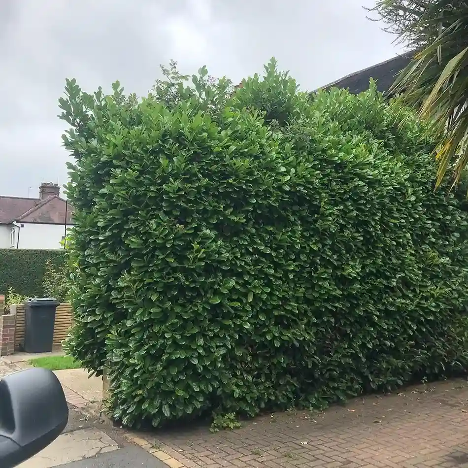 5 Cherry Laurel hedge