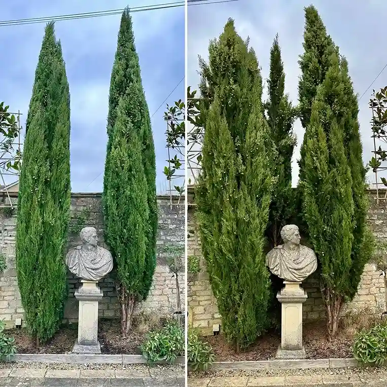 5 Italian Cypress
