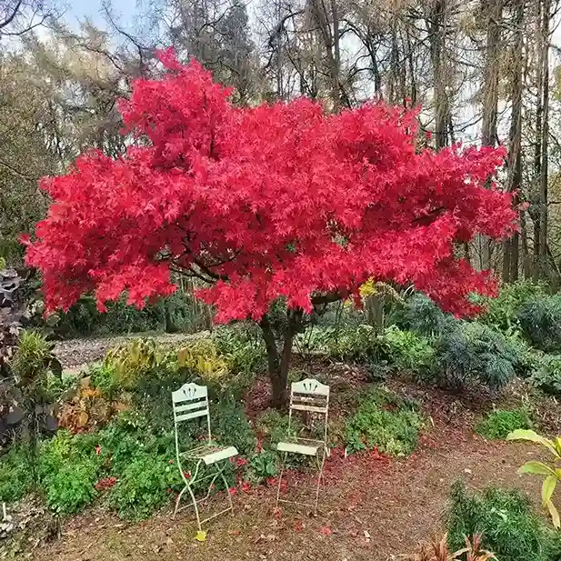 5 Japanese Maple Acer palmatum