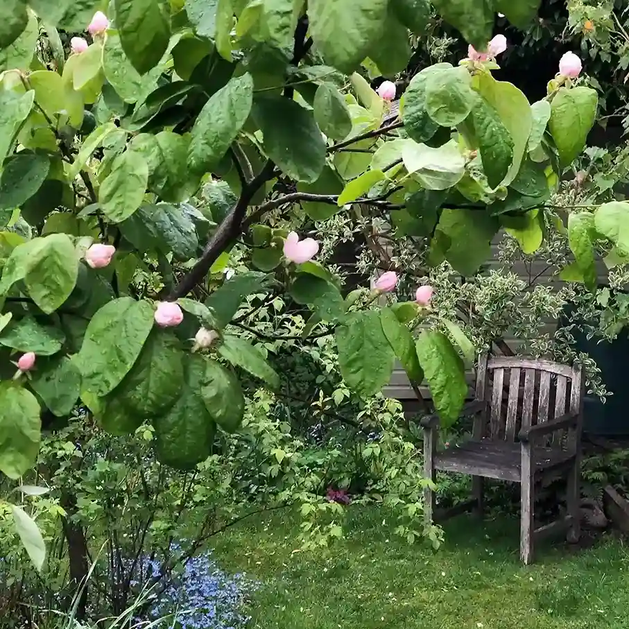 5 Quince Cydonia oblonga