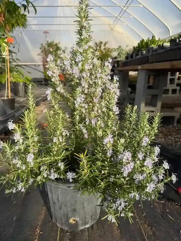 5 Rosemary Salvia rosmarinus