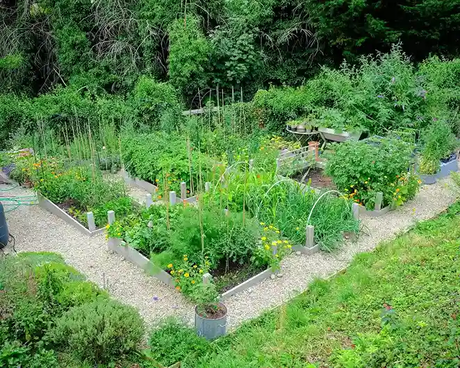5 Structural Plants in a Potager Garden