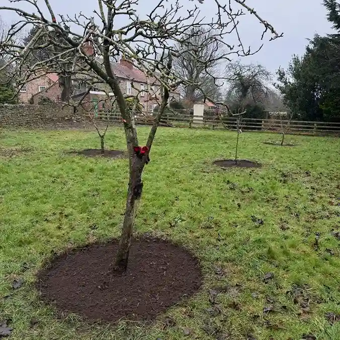 5 Understanding Rootstocks