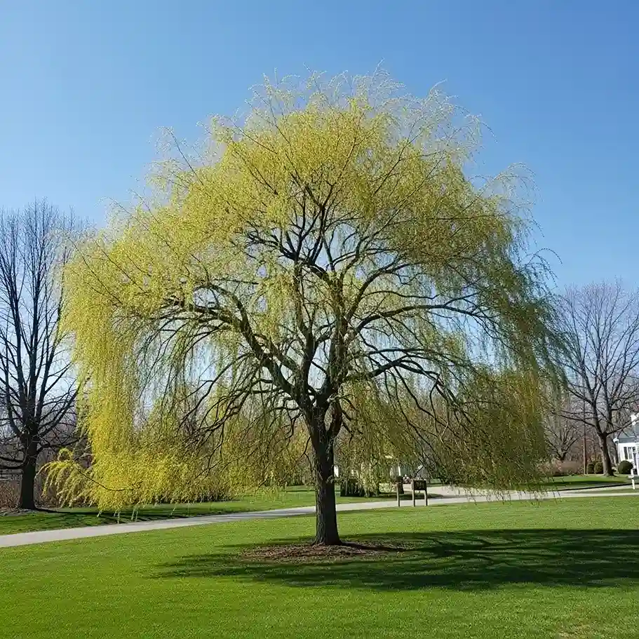 5 Wisconsin Weeping Willow