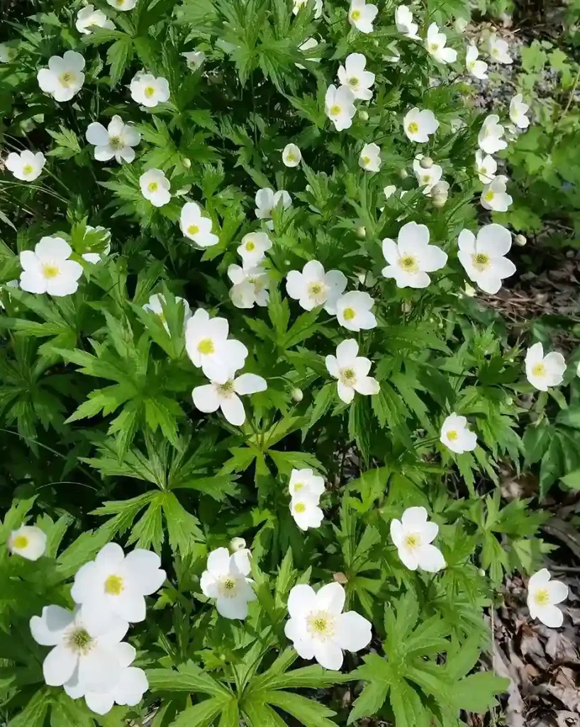 5 Woodland Wildflower Planting