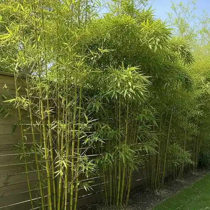6 Bamboo Clumping Varieties