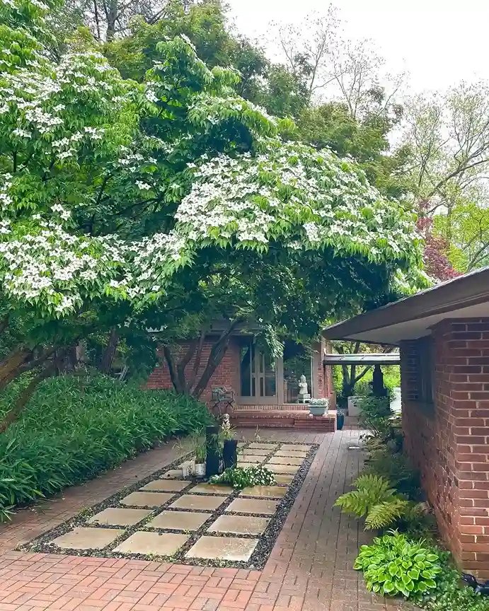 6 Dogwood Cornus florida and Cornus kousa