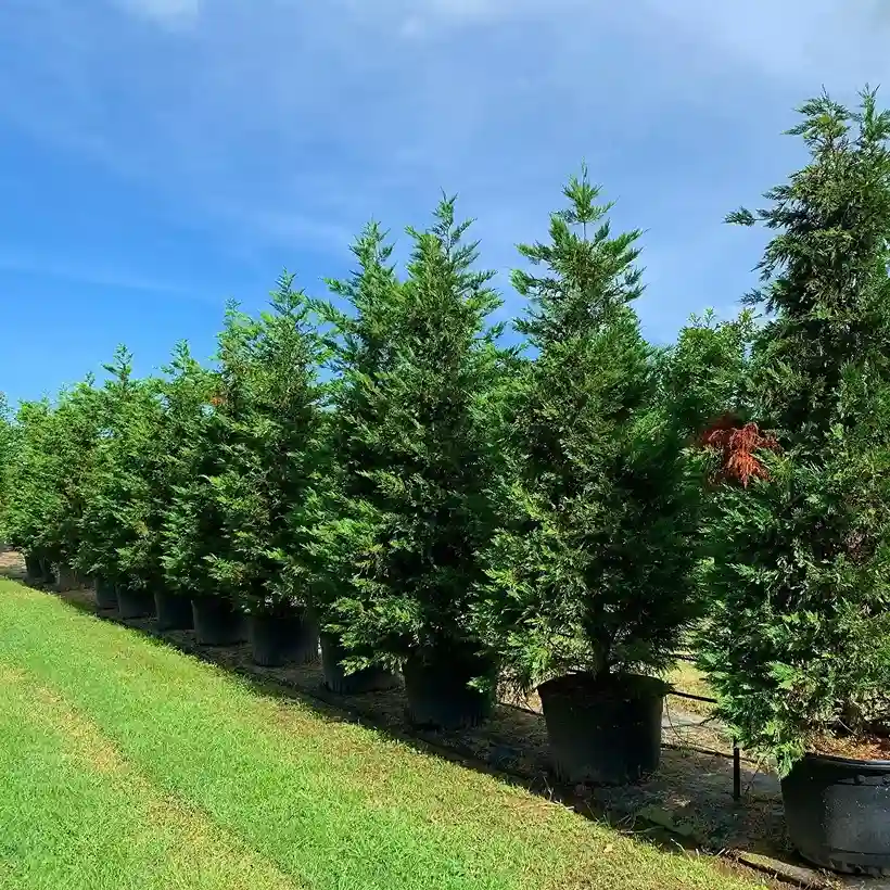 6 Leyland Cypress x Cuprocyparis leylandii