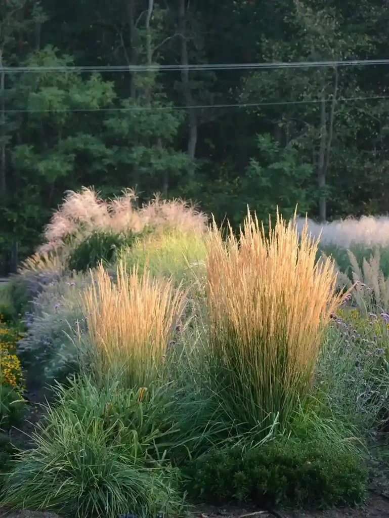 6 Ornamental Grasses