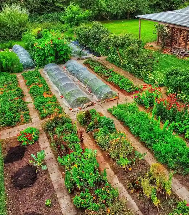 6 Planning Your Orchard Layout