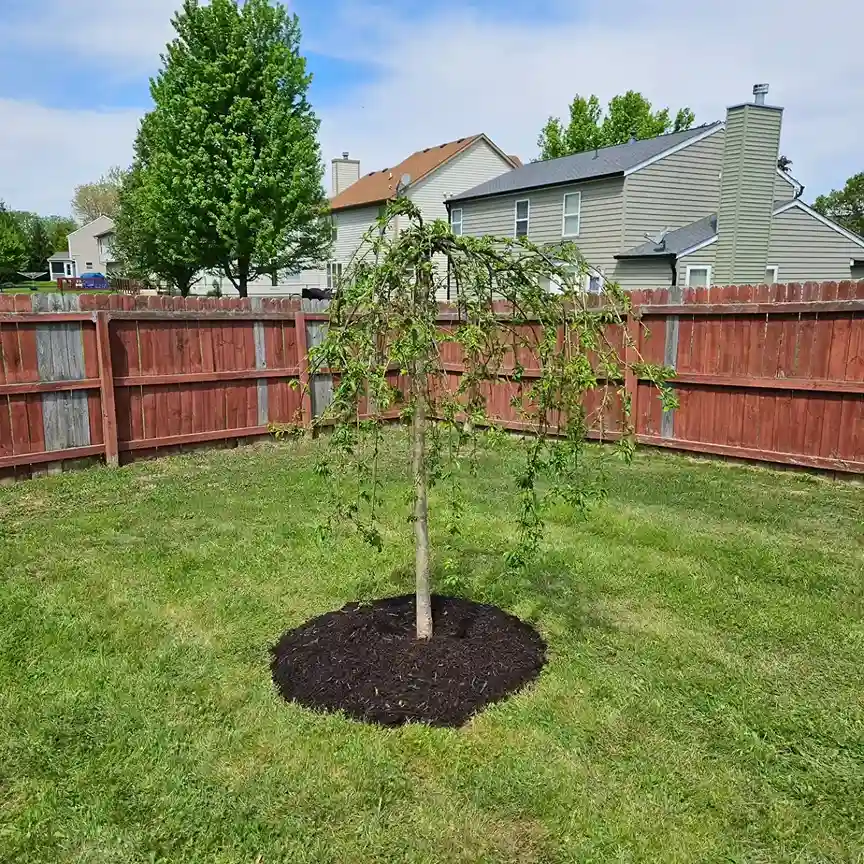6 Where to Plant a Weeping Willow Tree