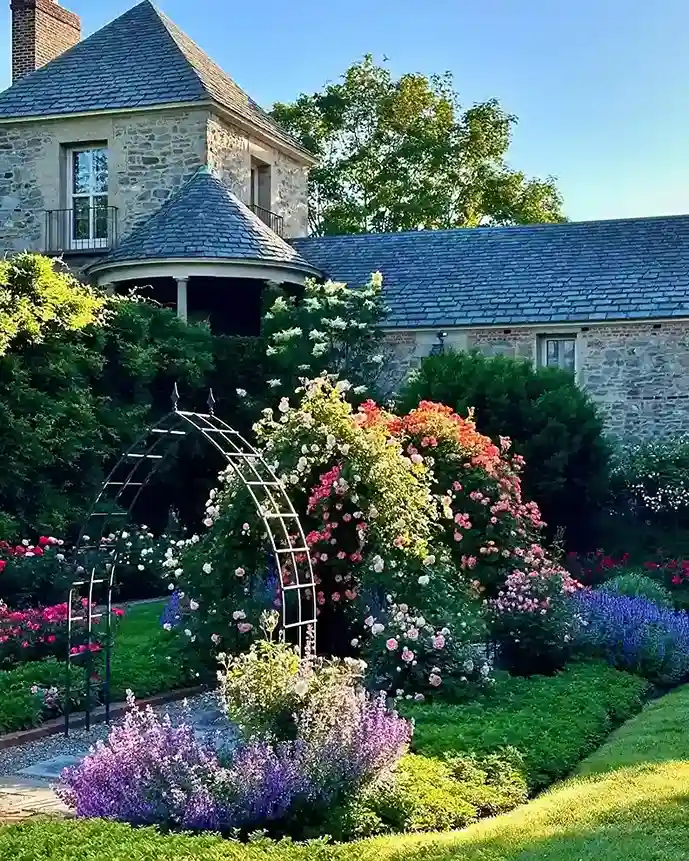 6. Rose and Lavender Border