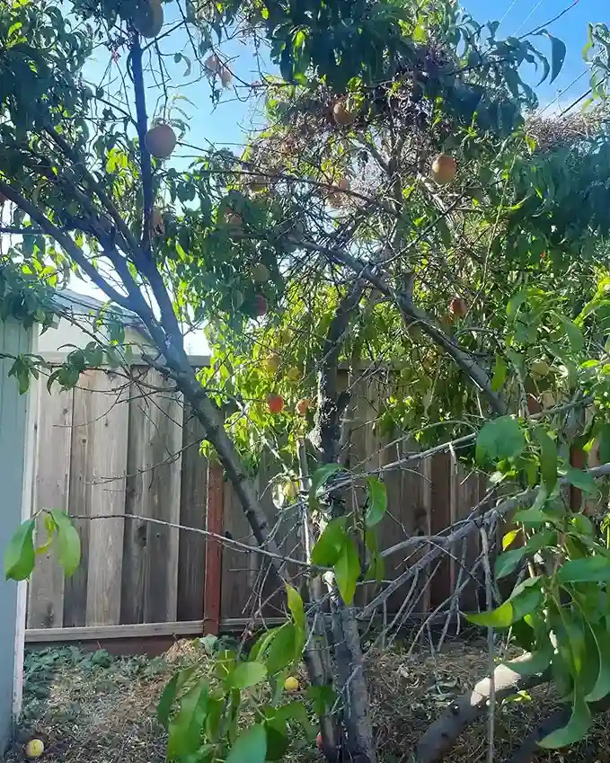 7 Peach Prunus persica