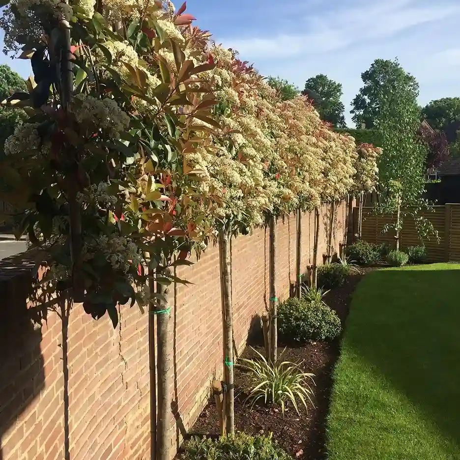 7 Photinia Photinia x fraseri