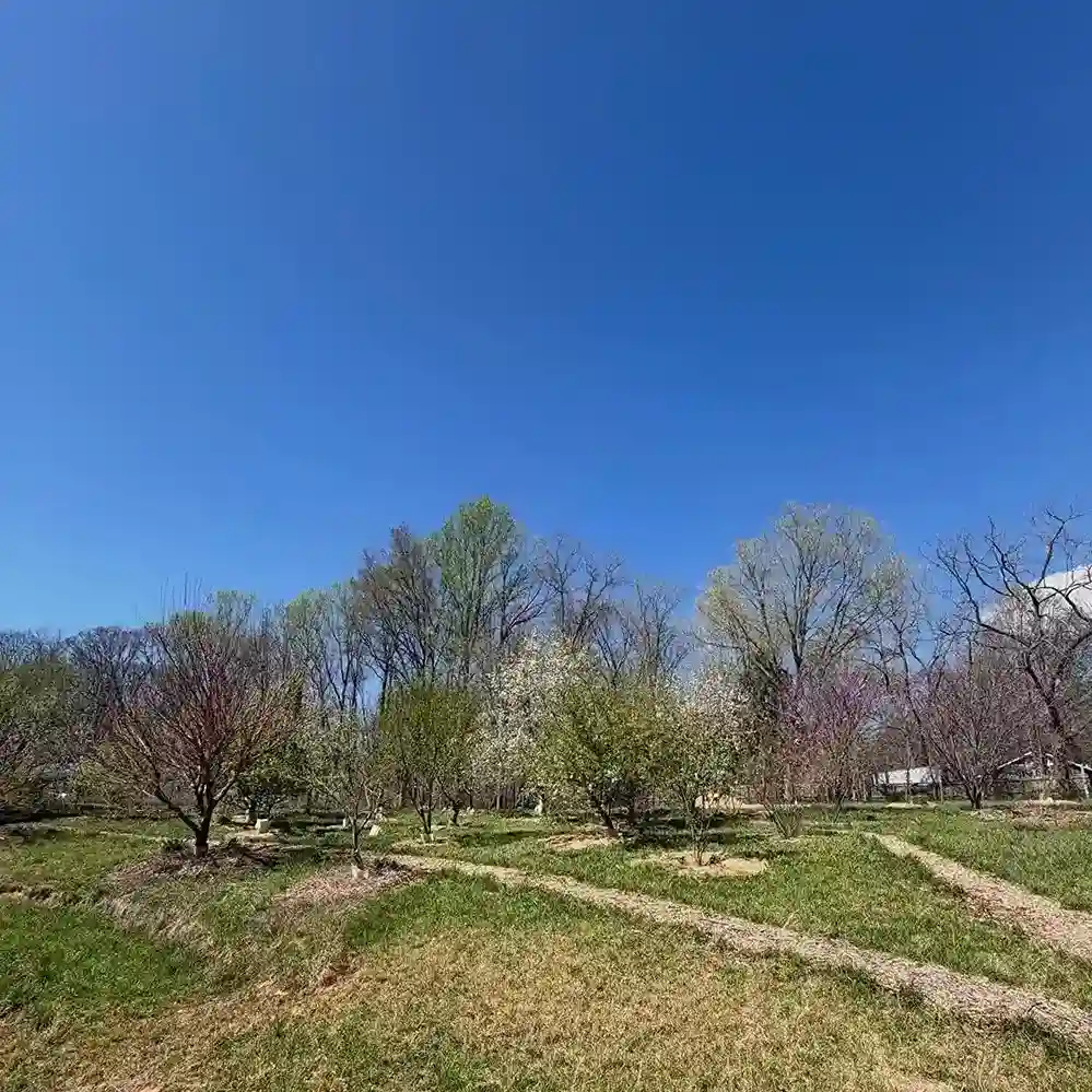 7 Soil Preparation for a Backyard Orchard