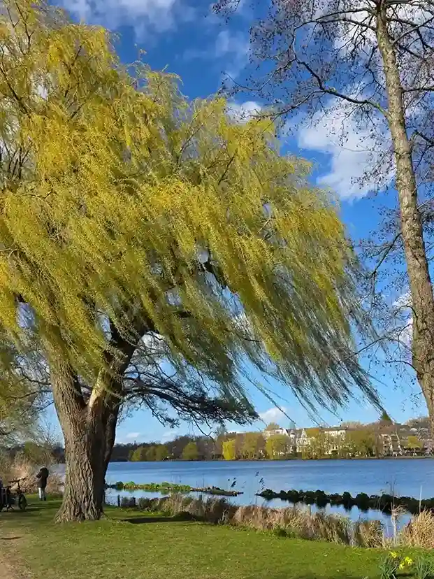 7 Weeping Willow Beside Water