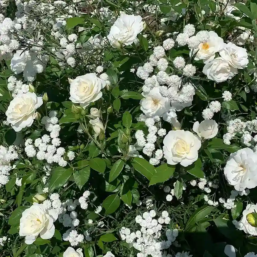 7. White Rose Garden