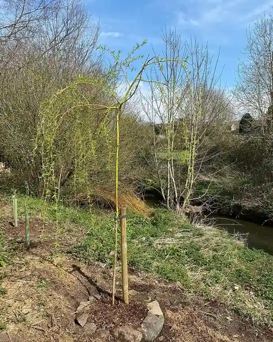 8 How to Plant a Weeping Willow Tree