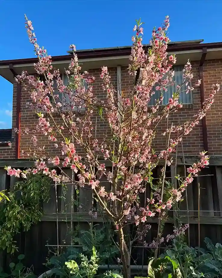 8 Nectarine Prunus persica var. nectarina