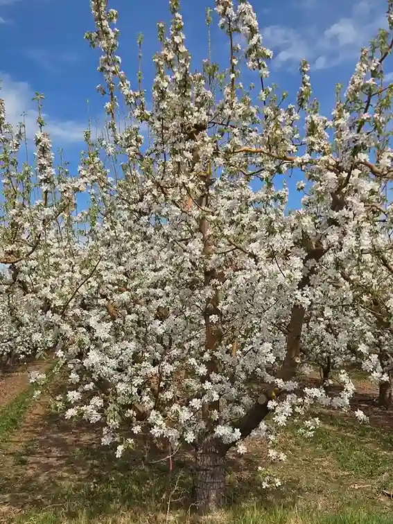 8 Planting Fruit Trees Correctly