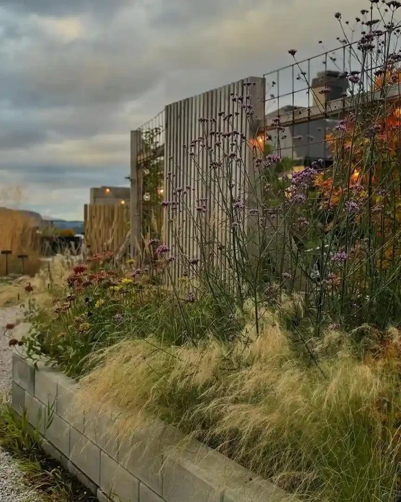 8 Verbena bonariensis