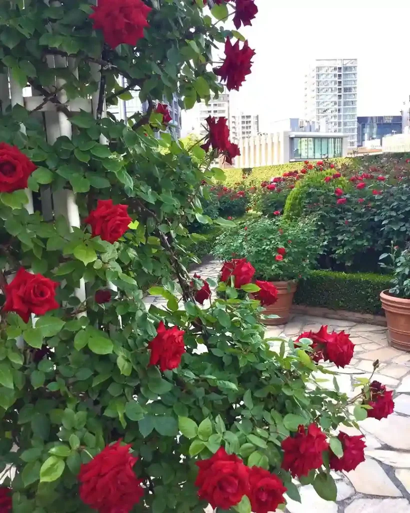 8. Red Rose Garden