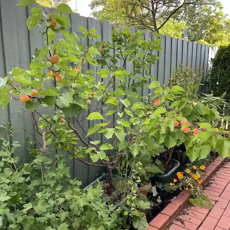 9 Apricot Prunus armeniaca