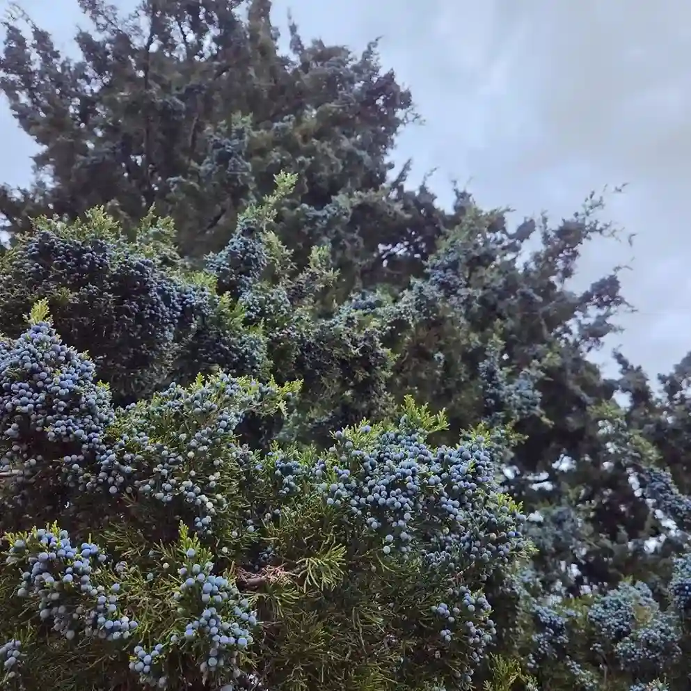 9 Eastern Red Cedar Juniperus virginiana