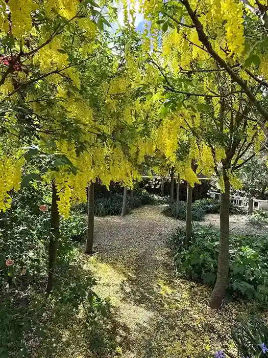 9 Laburnum Laburnum x watereri Vossii