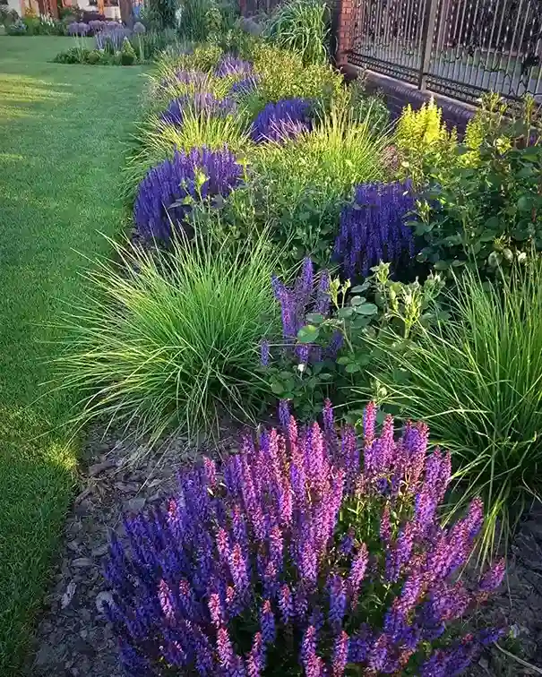 9 Salvia Ornamental Sage
