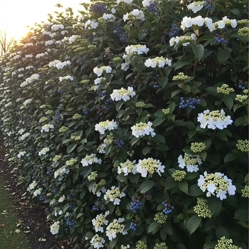 9 Viburnum Viburnum tinus