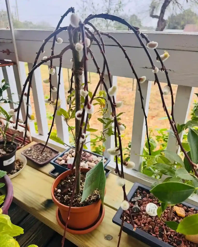 9 Weeping Willow Growth Rate