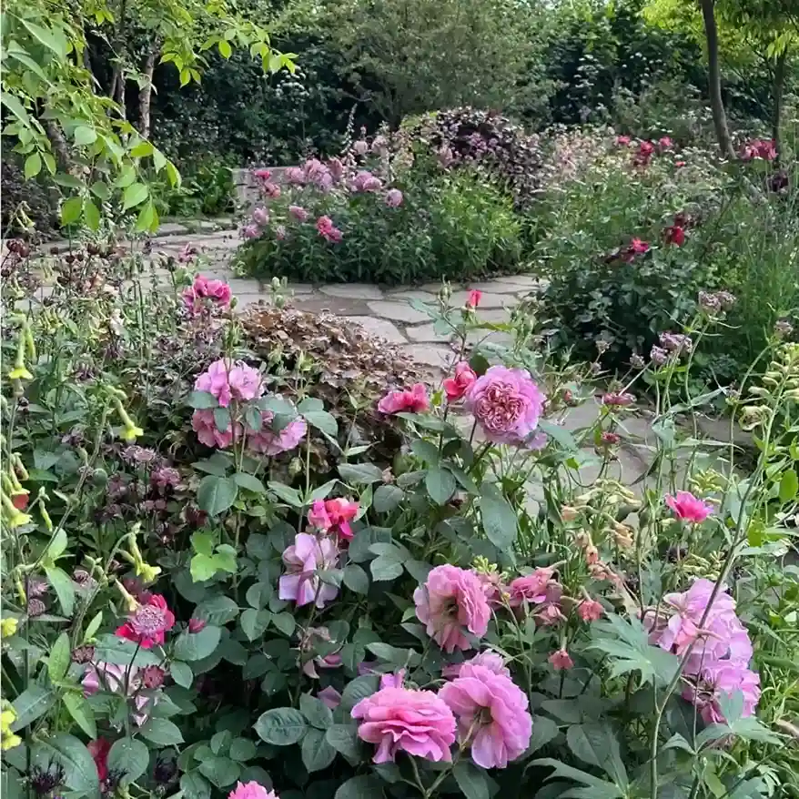 9. Pink Rose Garden