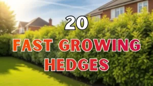 Fast Growing Hedges