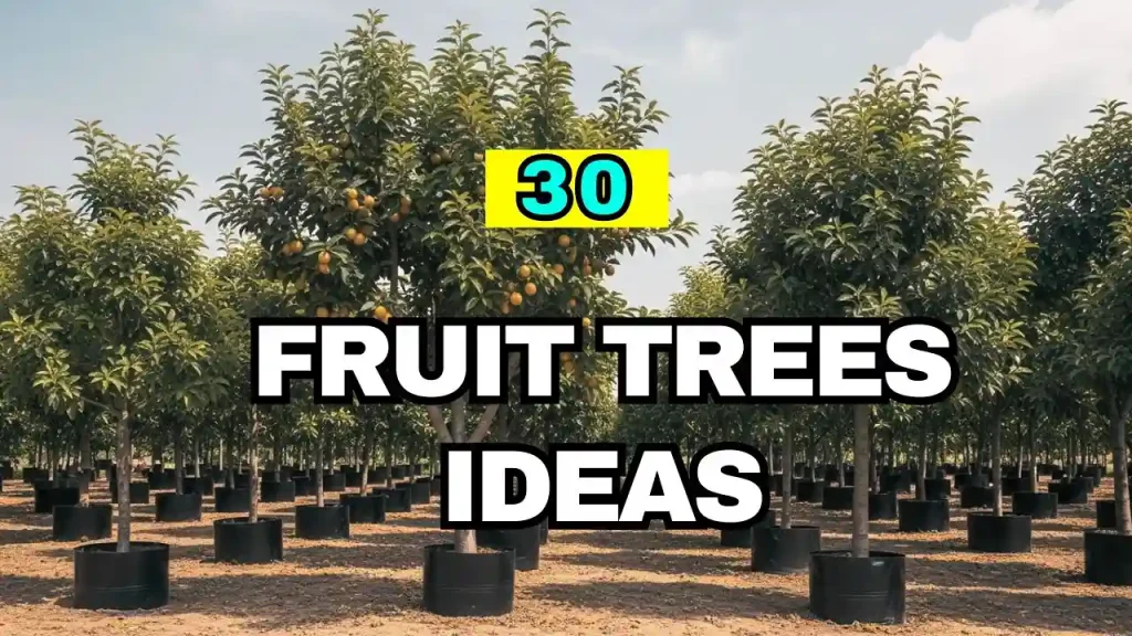 Fruit Trees