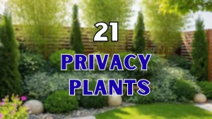 Privacy Plants
