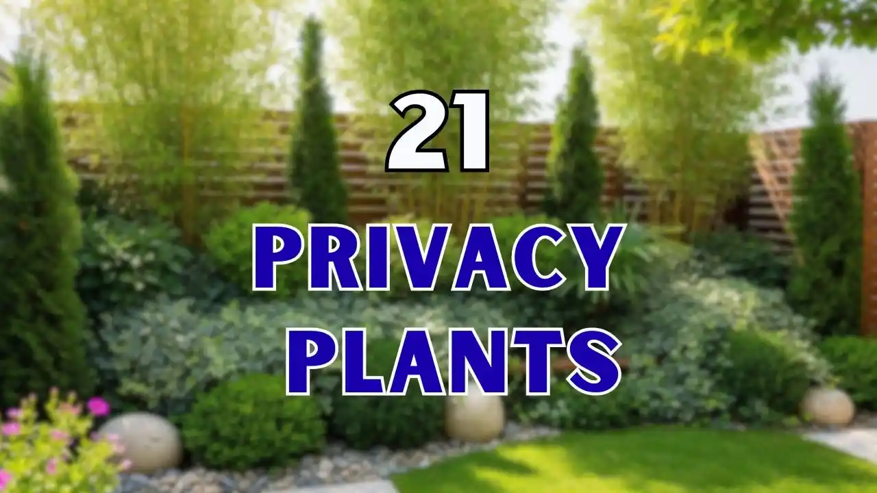 Textured Privacy Planting 21 Privacy Plants for a Beautiful, Natural Garden Screen