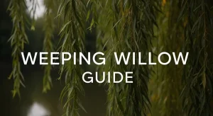 Weeping willow tree ideas