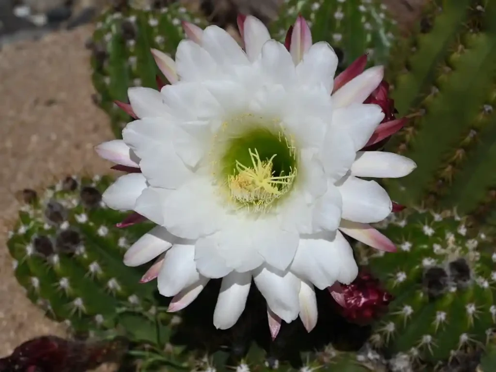 0 Night Blooming Flower