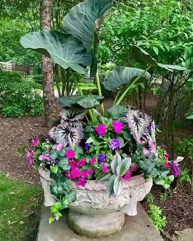 0 Shade Loving Flower