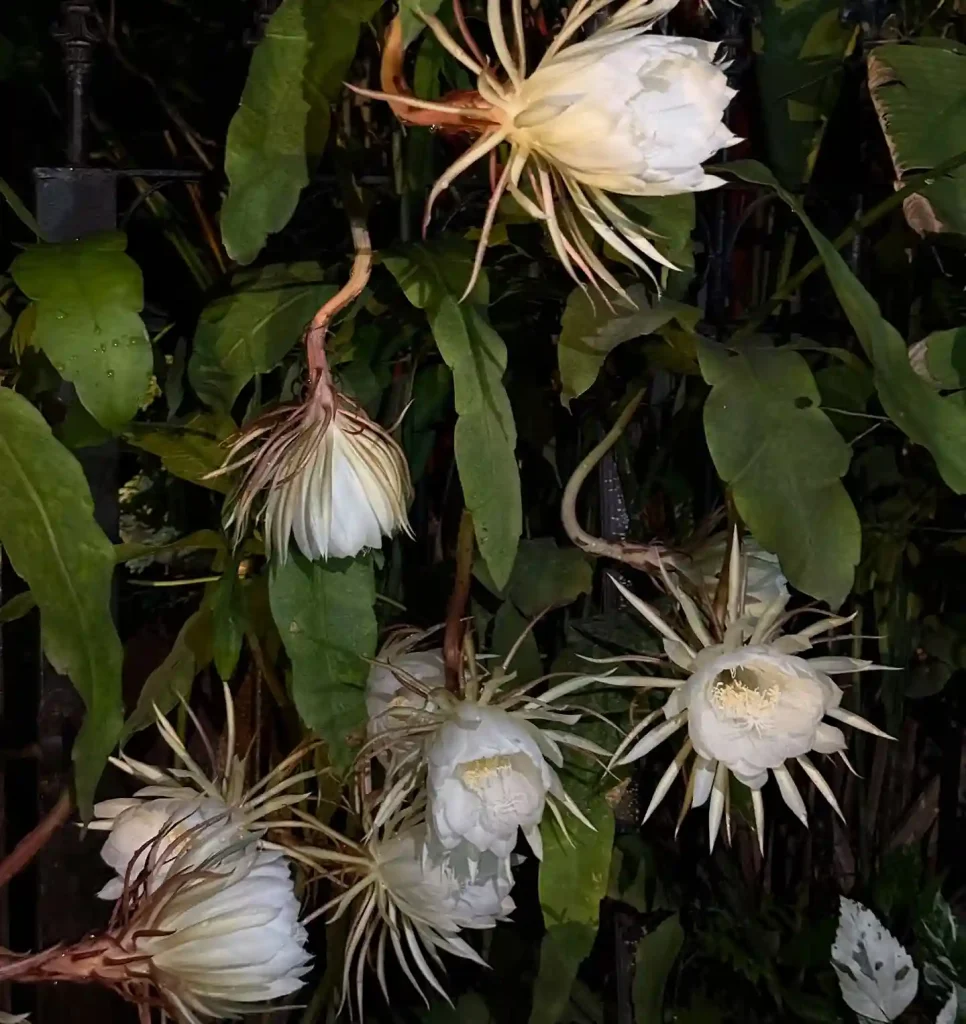 01 night flowers