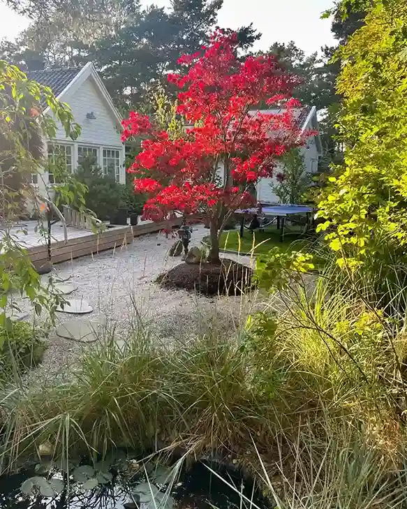 02 Japanese Garden Plant
