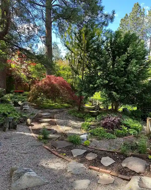 1 Japanese Maple Acer palmatum