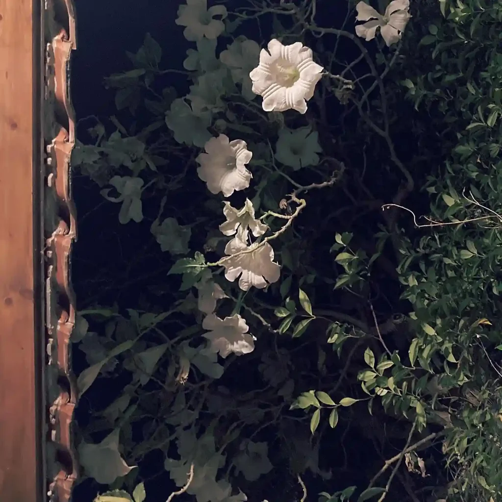 1 Night Blooming Flowers and Why Do They Bloom at Night